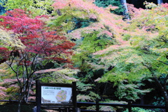 紅葉な季節