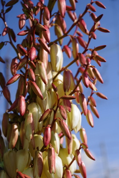 季節な花