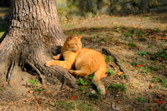 茶猫