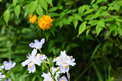 旬な花