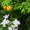 旬な花