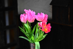 チューリップな花