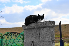 猫