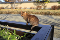 ポートレート