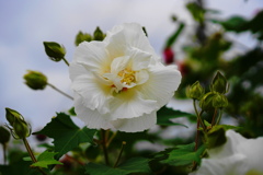 旬な花