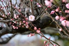 梅な花