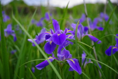 旬な花