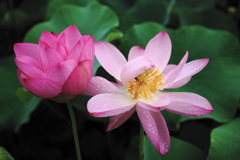 蓮な花