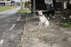 韋駄天風な白犬