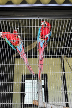 鳥