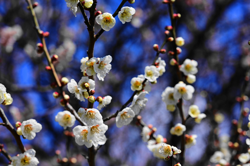 季節な花
