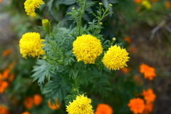 季節な花