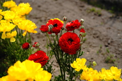 畑な花