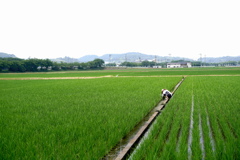 田園な風景