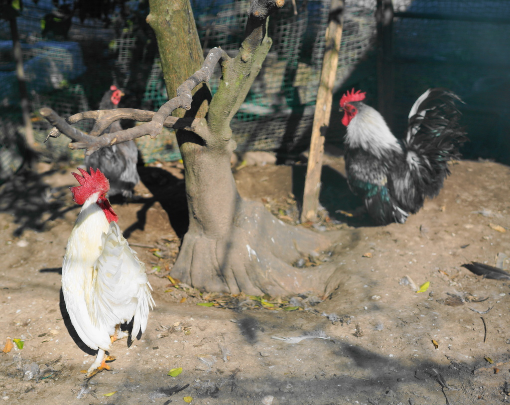 にわ鶏