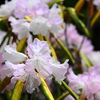 季節な花
