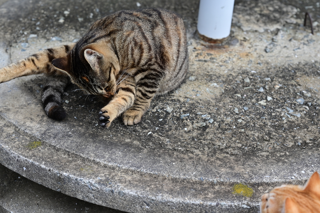 トラ猫