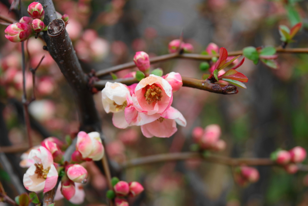 季節な花