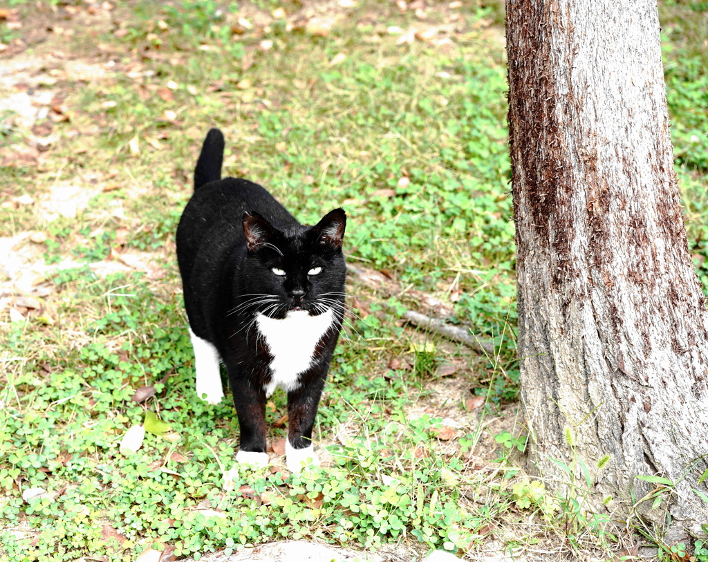 猫