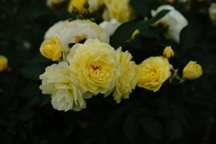 季節な花