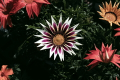 旬な花