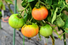 畑なトマト