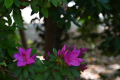 季節な花