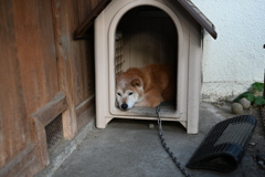 老犬の日常