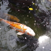 鯉
