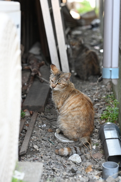 猫
