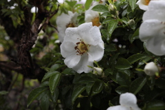旬な花