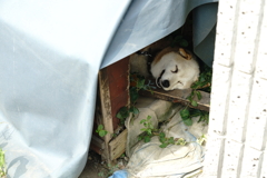 犬爆睡