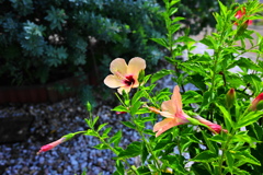 旬な花