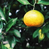 みかん