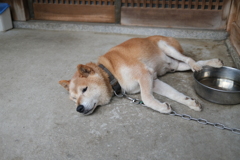 老犬うたた寝