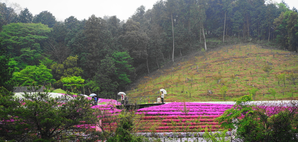 芝桜な小道