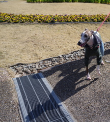 馬面風な犬