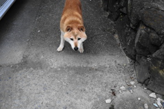 のっそり　老犬