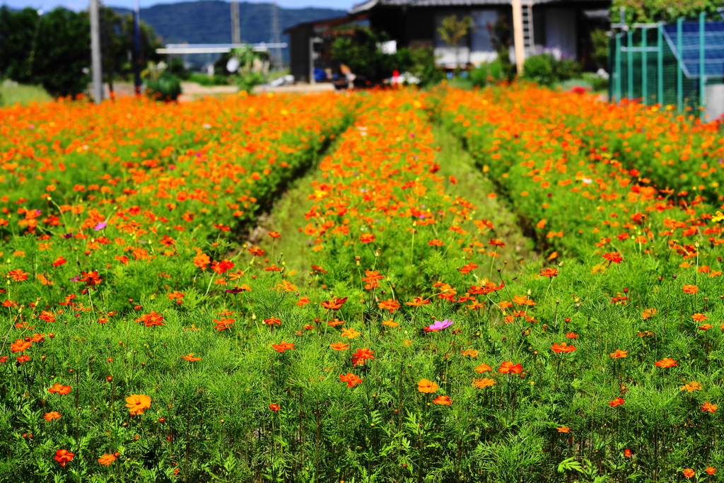 花畑