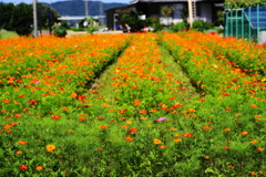 花畑