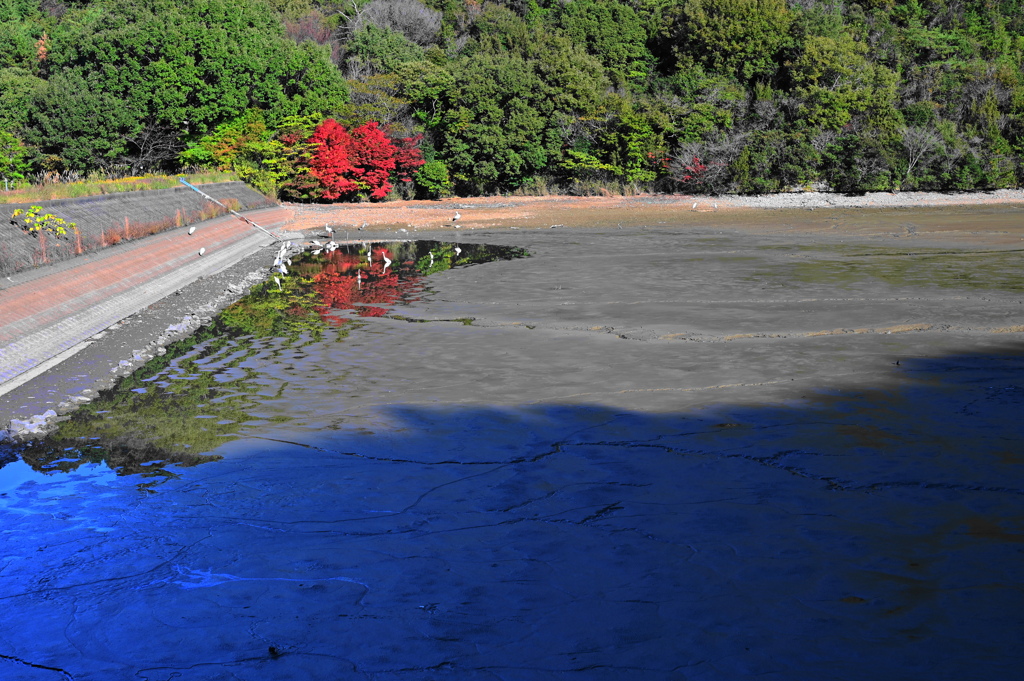 鳥な風景