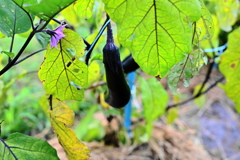 茄子に花