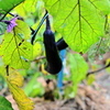 茄子に花