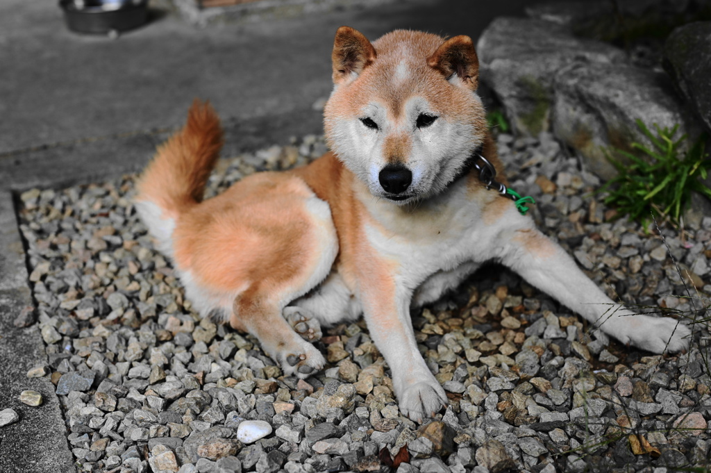 老犬の日常