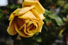 黄色バラ花