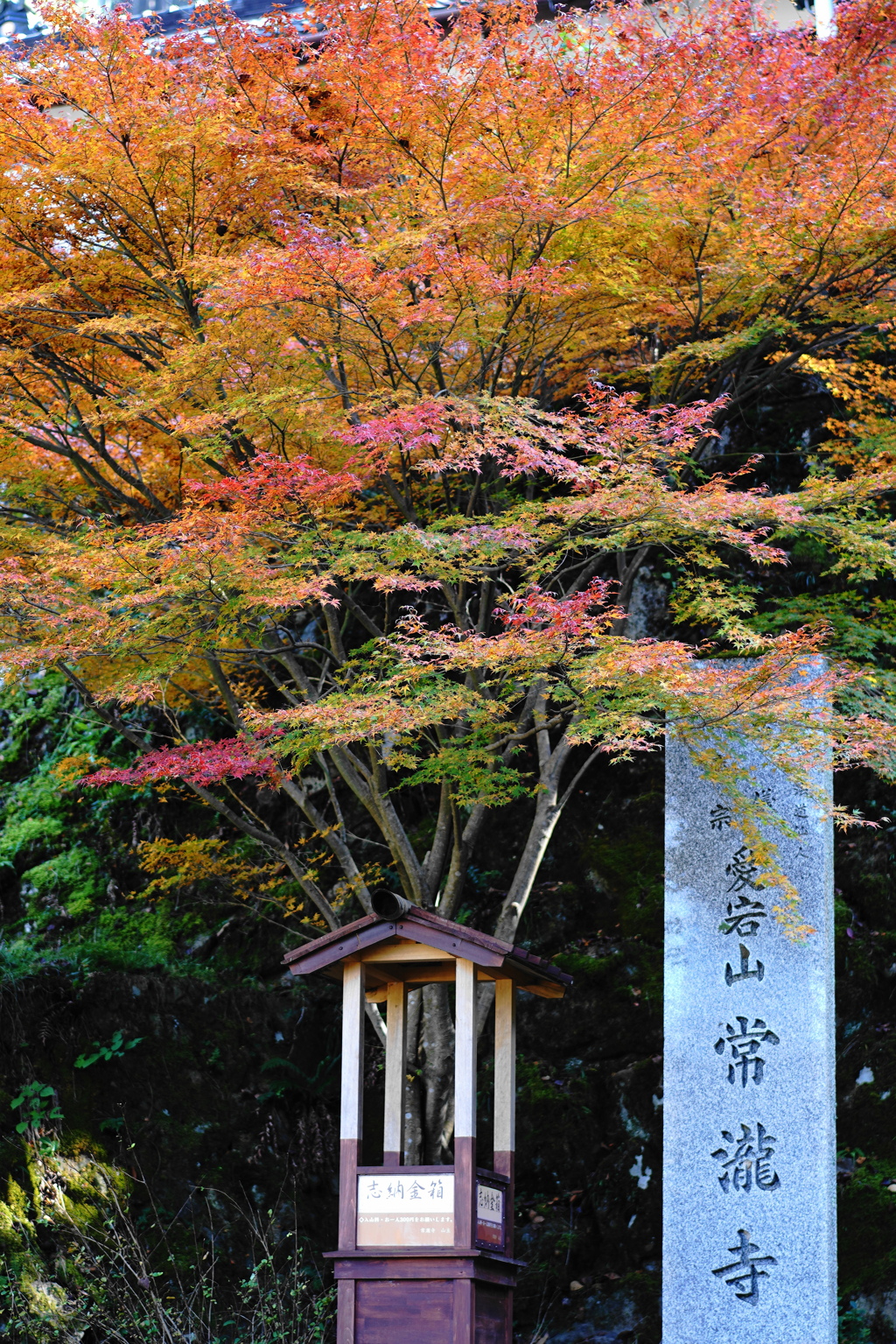 紅葉
