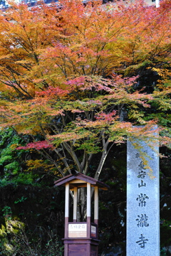 紅葉
