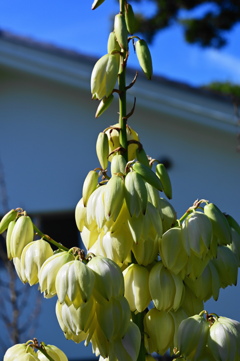 季節な花