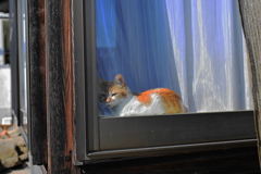縁側な猫