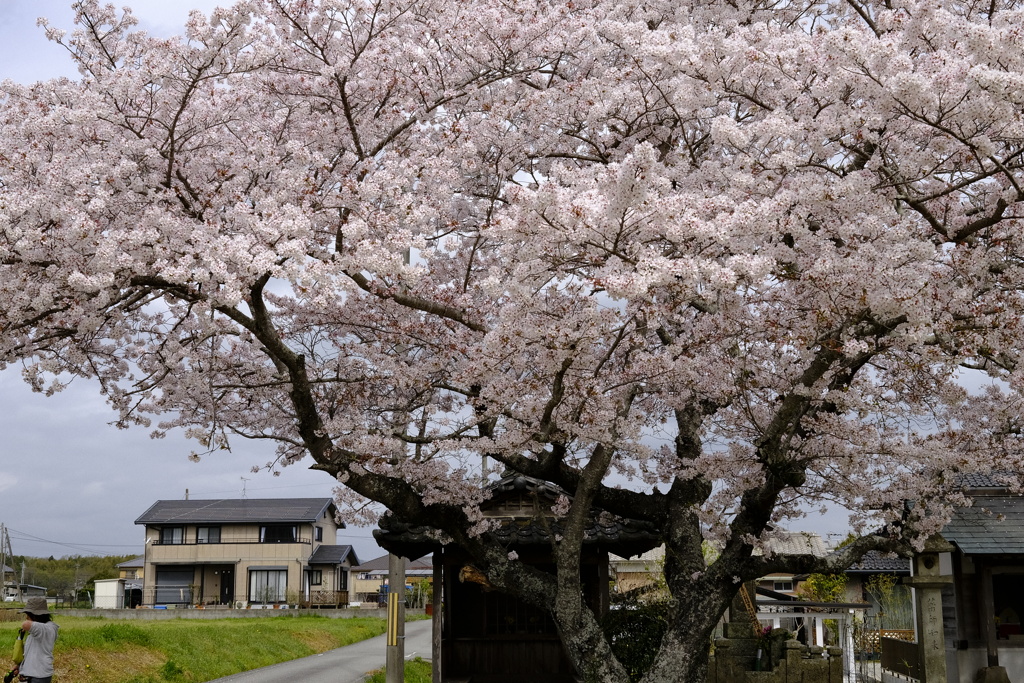 花風景